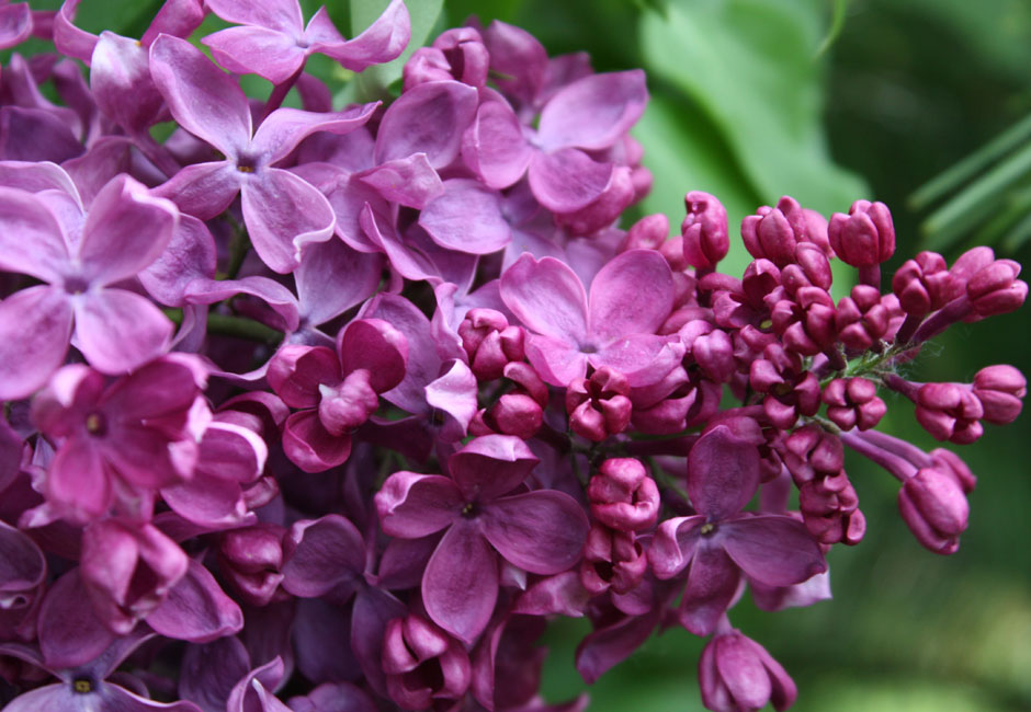 "Indiya" Syringa vulgaris